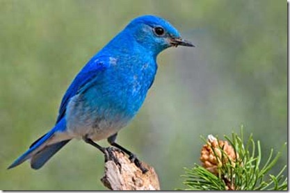 mountainbluebird